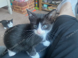 AVAILABLE NOW! Ask about discount for both kittens!