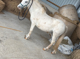 Pony