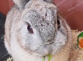 Beautiful dwarf female