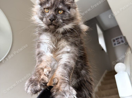 Ready now! XL Maine Coon Kittens!