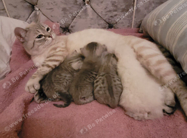 SCOTTISH STRAIGHT/FOLD KITTENS