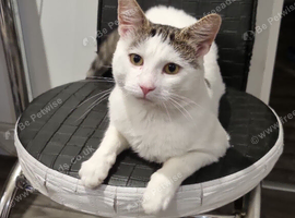 Loving Indoor/Outdoor Pair: Handsome White Male & Sweet Black Female  Seeking Forever Home!