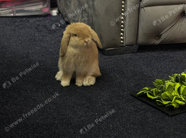 Girl Mini lop