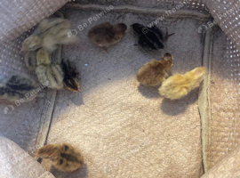 Quail chicks