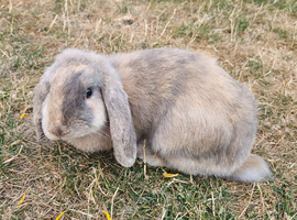 Two Beautiful Female Bunnies Looking for a Loving New Home