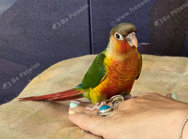 Hand reared tame yellowsided gcc (11)