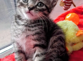 Sweet & Chubby Kittens &mdash; Ready for Loving Homes! &pound;190 Each