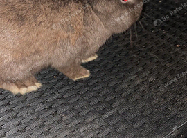 40 odd rabbits for sale different breeds