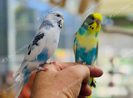 Budgies