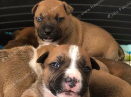 Red Staffordshire bull terrier puppies