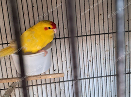 Kakarike Pair