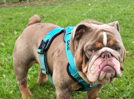 Stunning English bulldog for stud