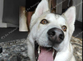 Siberian husky