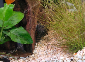 Tiger plec and fake zebra