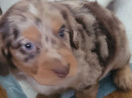 Cocker spaniel pups