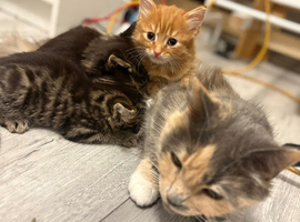 Beautiful British long / hair kittens