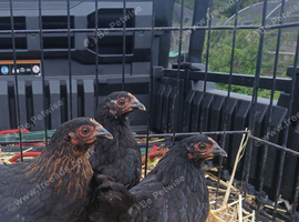 Pekin bantam pullets(all female)