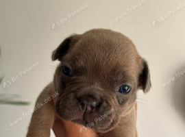 Kc reg stunning pups payplan option