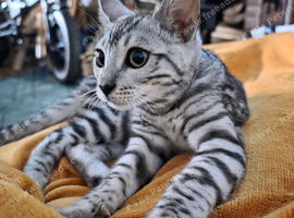Female bengal