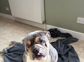 Handsome bulldog with 1/4 old tyme