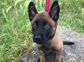 Belgian shepherd puppies