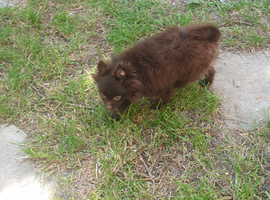 House trained Pomeranian girl ready to leave