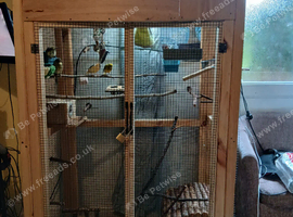 4 beautiful canaries in indoor avery