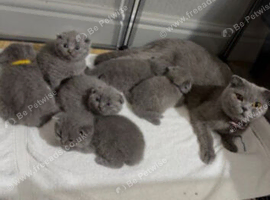 Kittens