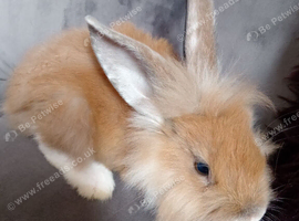 Lionhead baby bucks