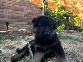 Show-Line German Shepherd Puppy