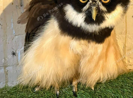 Female spectacled owl for sale