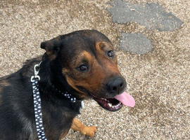 Rottie cross German shepherd