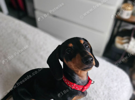 Miniature dachshund puppy 400