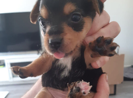 Yorkie Russell&rsquo;s
