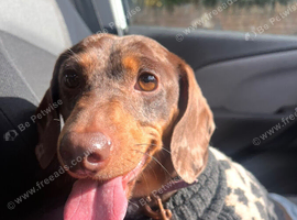 Lovely friendly girl looking for new home