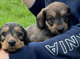 Wire haired dachshund x beddy whippet