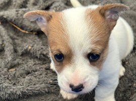 1 Long haired Jack Russel boy
