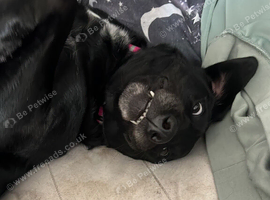 Crossbreed lab crossed collie