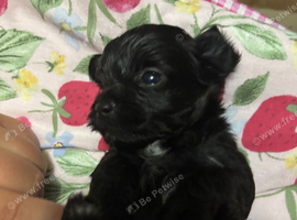 Toy Asian yorkiepoo