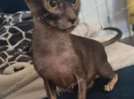 2 year lykoi girl
