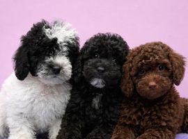 Beautiful Cavapoochon puppies ready now