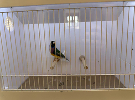 Gouldian Finch Cock Bird For Sale (BH, PB, GB)