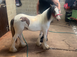 Cob filly