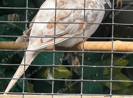 Pied Diamond Dove Cock bird