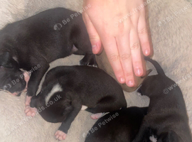 lurcher pups