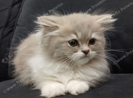 Rehoming my 2 kittens