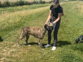 Deerhoundxbullgrey