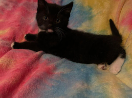 Kitten.. female