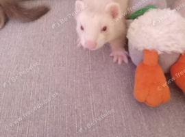6 Baby ferrets