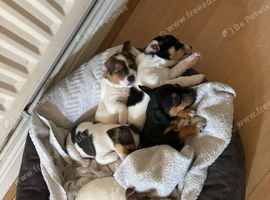 Jack Russell x jack chi puppies